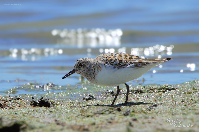 calidris-alba_01.jpg