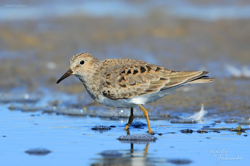 calidris-temminckii_01.jpg