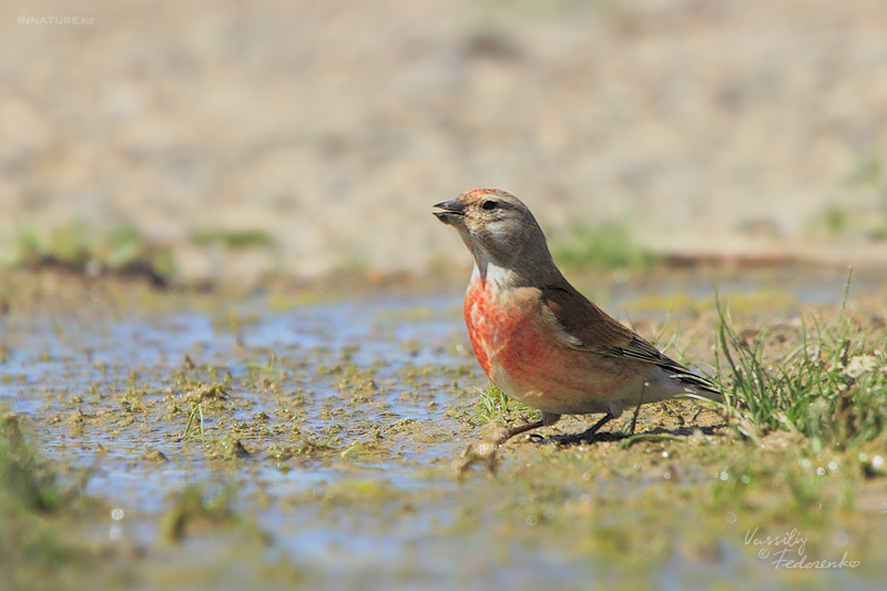 carduelis-cannabina_01.jpg