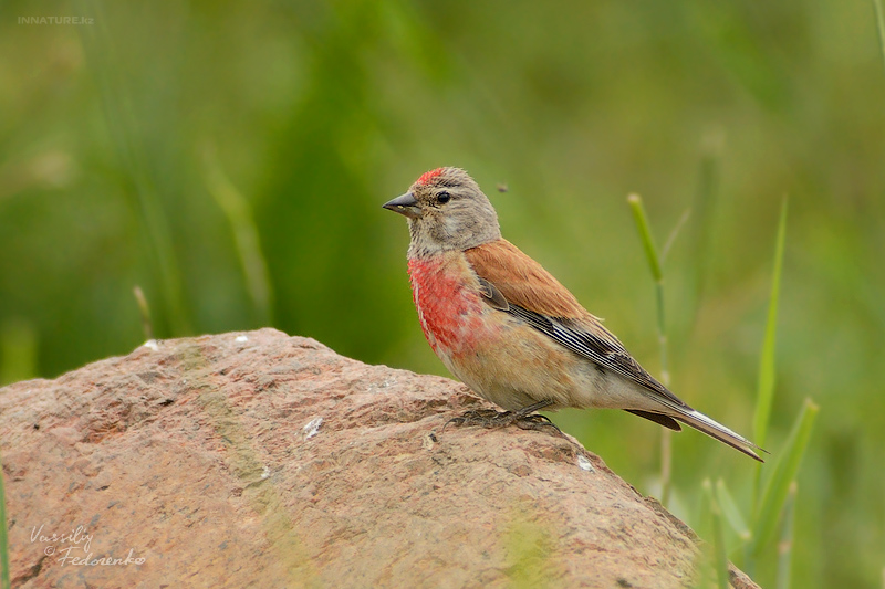 carduelis-cannabina_01_1.jpg