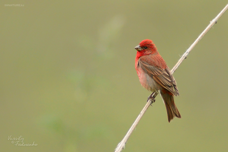 carpodacus-erythrinus_01.jpg