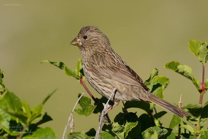 carpodacus-rhodochlamys_01_1.jpg