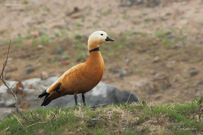 casarca-ferruginea_01.jpg