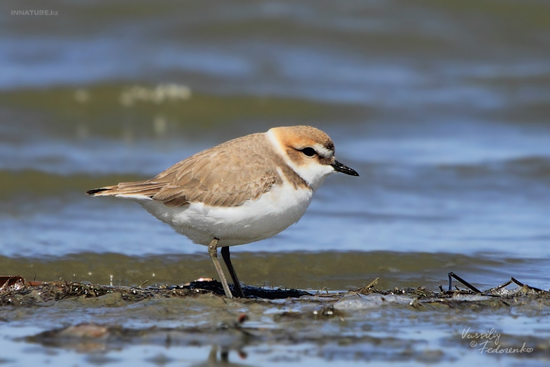 charadrius-alexandrinus_01.jpg