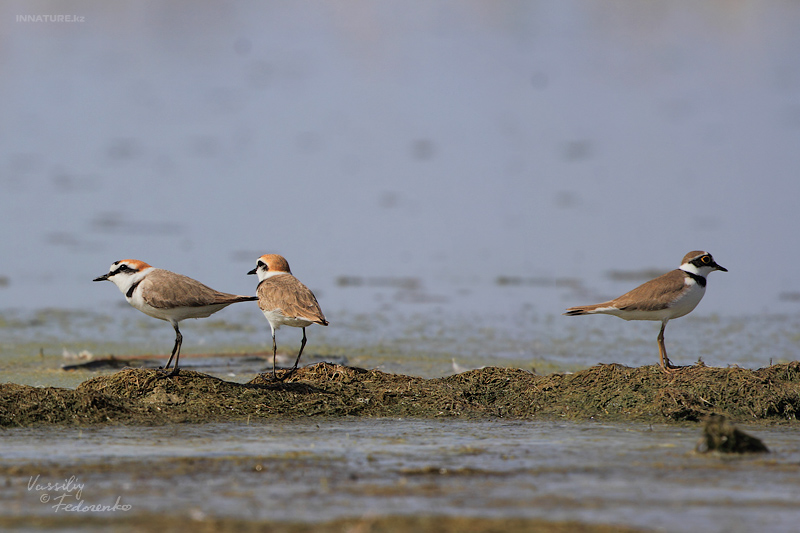 charadrius-alexandrinus_01_1.jpg