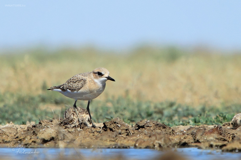 charadrius-leschenaultii_01_1.jpg