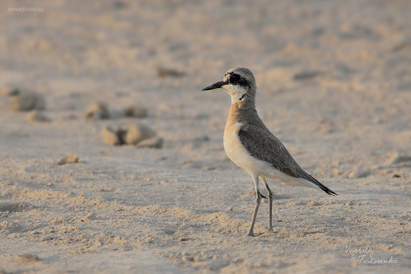 charadrius-leschenaultii_02.jpg