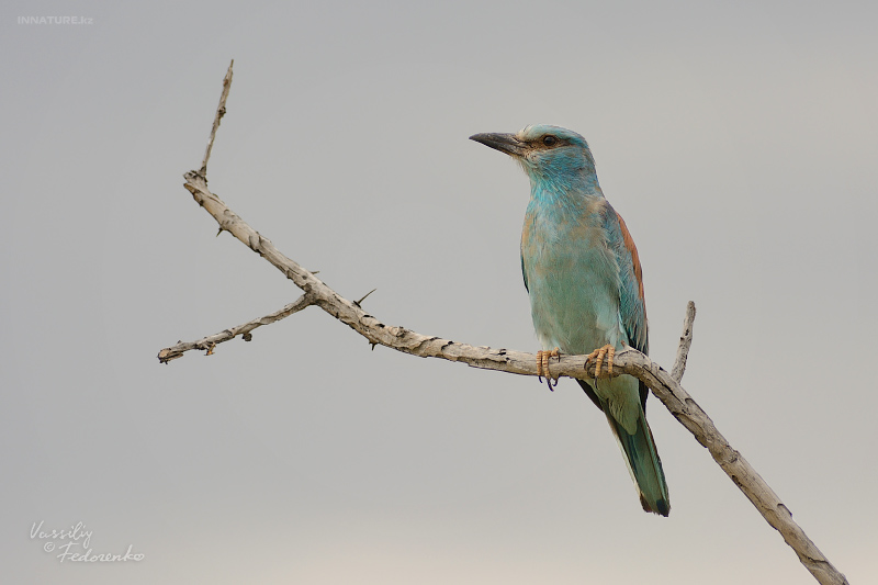 coracias-garrulus_01_2.jpg