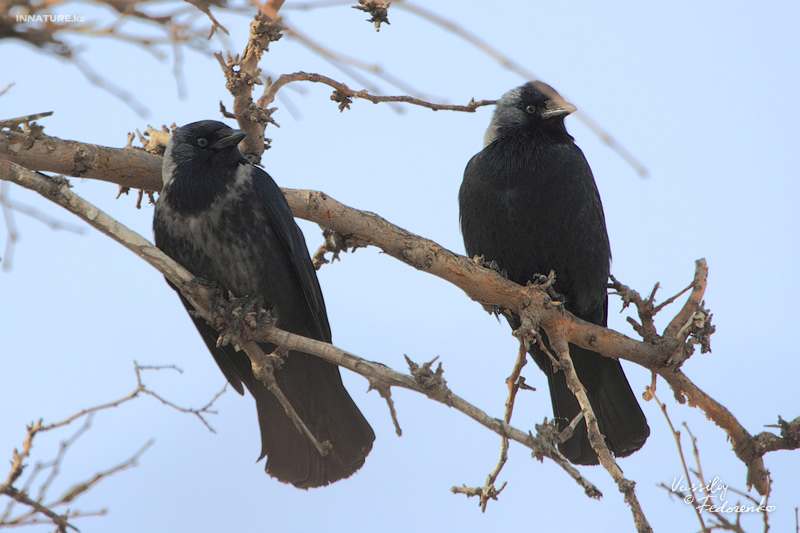 corvus-dauuricus_09.jpg