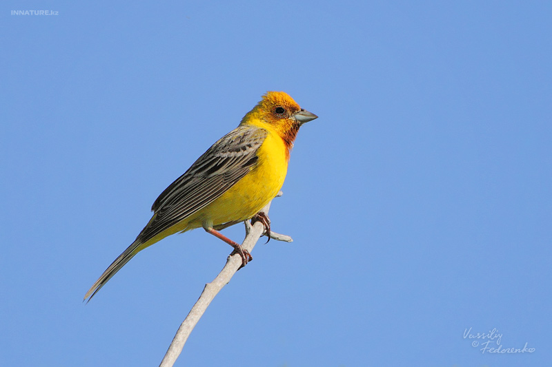 emberiza-bruniceps_01.jpg