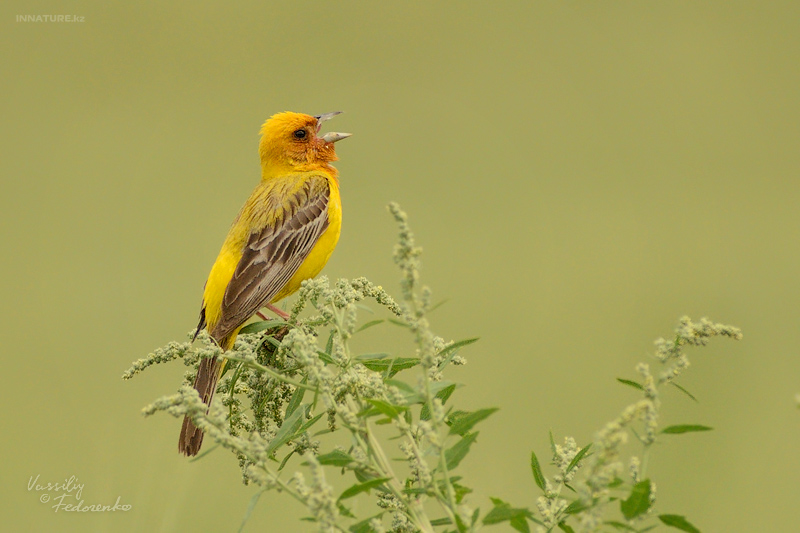 emberiza-bruniceps_01_2.jpg