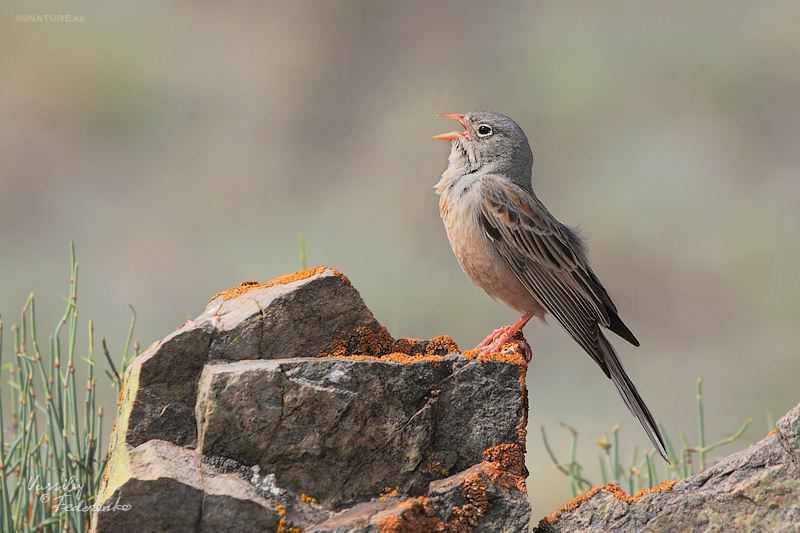 emberiza-buchanani_01.jpg