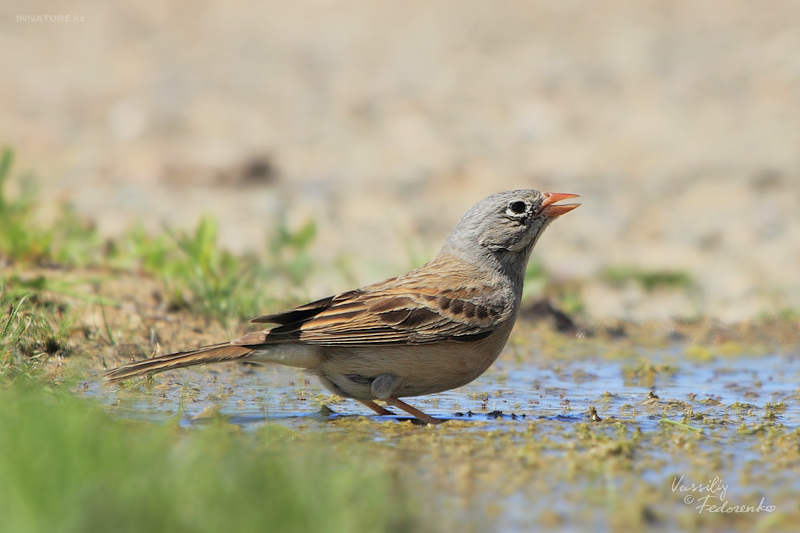 emberiza-buchanani_01_1.jpg