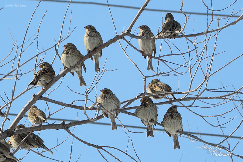 emberiza-calandra_03.jpg