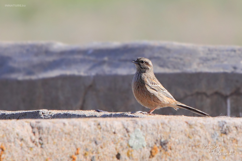 emberiza-cia_01_1.jpg