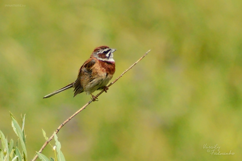 emberiza-cioides_01.jpg