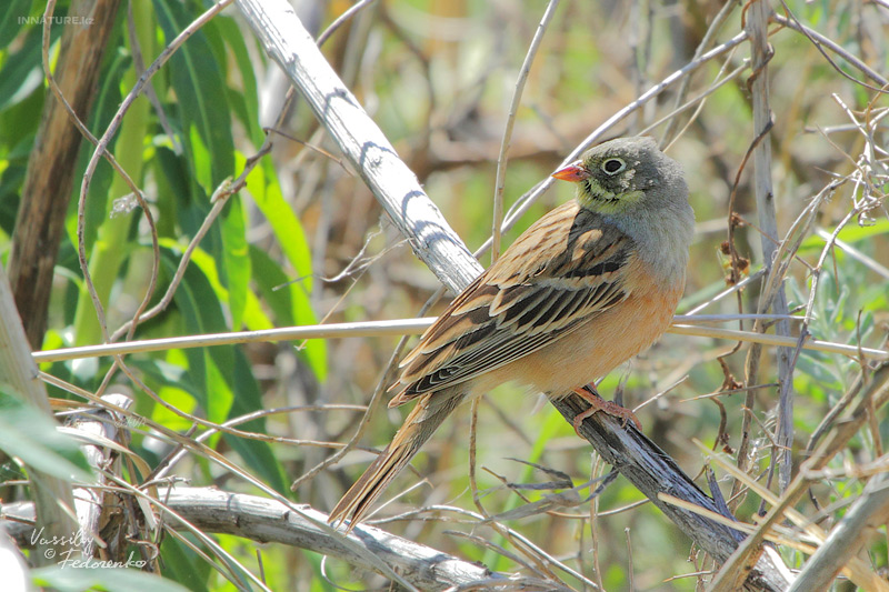 emberiza-hortulana_01.jpg