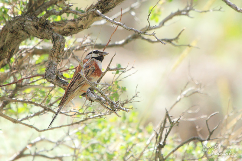 emberiza-stewarti_01.jpg