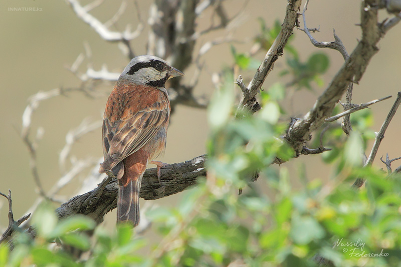 emberiza-stewarti_02.jpg