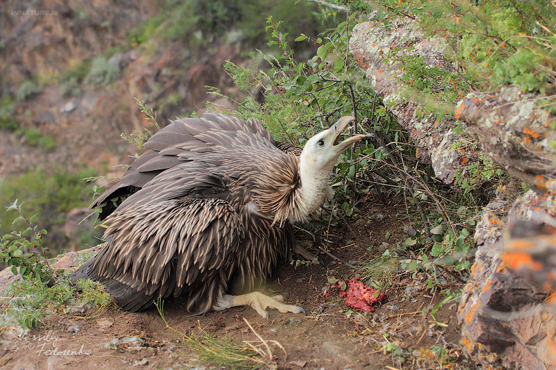 gyps-himalayensis_03.jpg