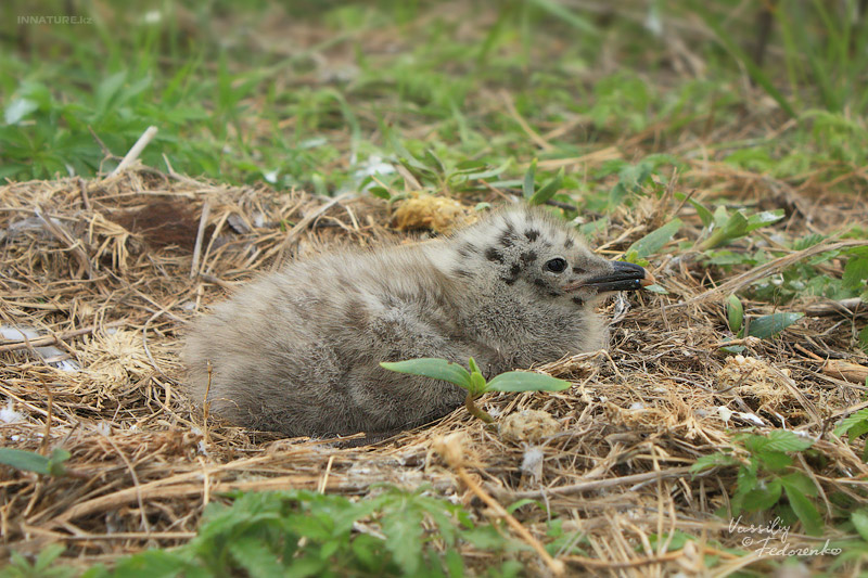 larus-cachinnans_01.jpg