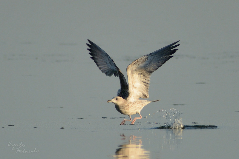 larus-cachinnans_01_1.jpg