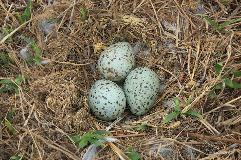 larus-cachinnans_03.jpg