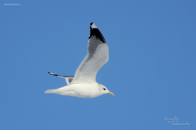 larus-canus_01_1.jpg