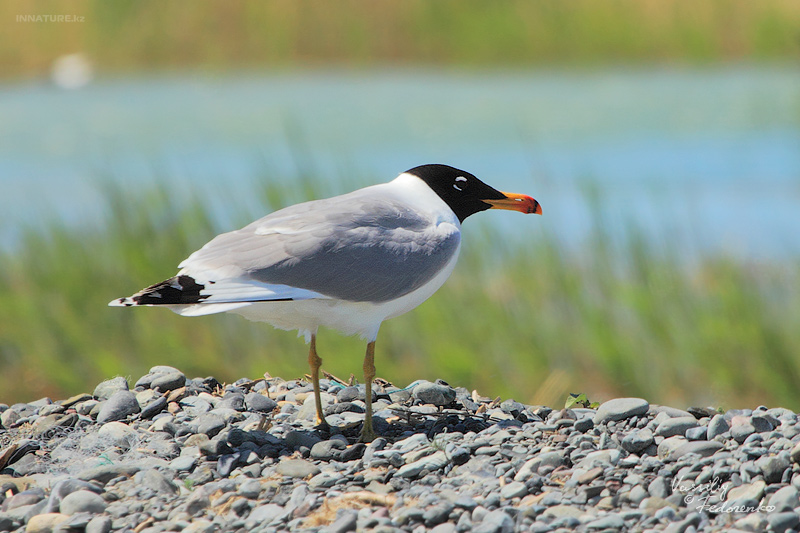 larus-ichthyaetus_01_1.jpg