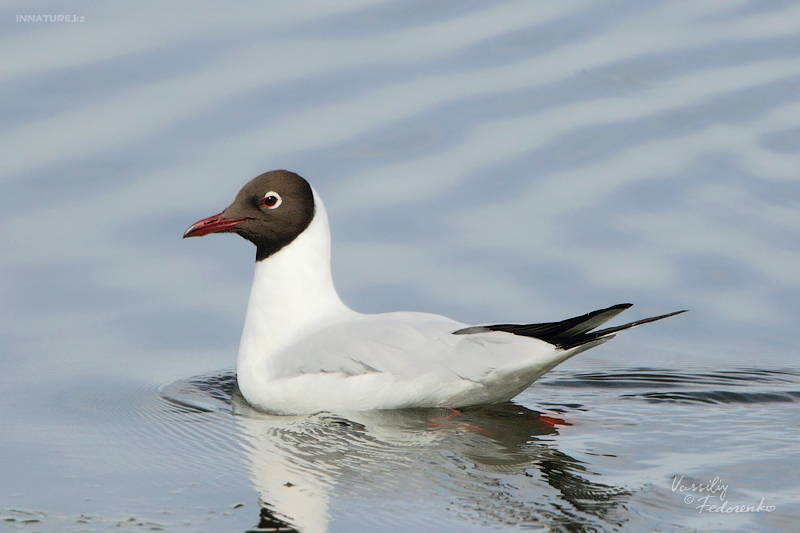 larus-ridibundus_01.jpg