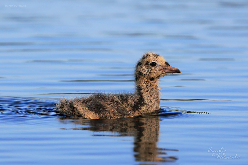 larus-ridibundus_01_2.jpg