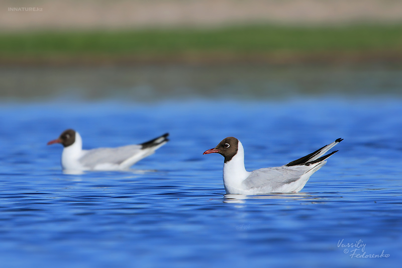 larus-ridibundus_02_1.jpg