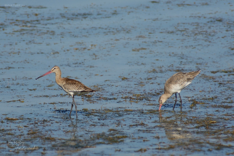 limosa-limosa_01.jpg