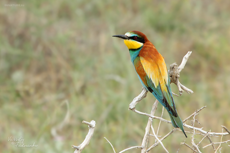 merops-apiaster_01.jpg