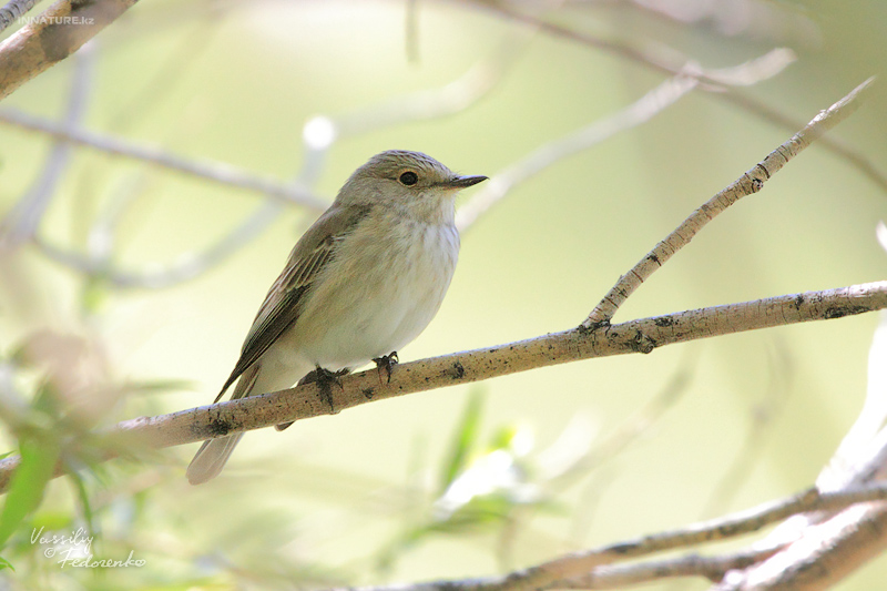 muscicapa-striata_01.jpg