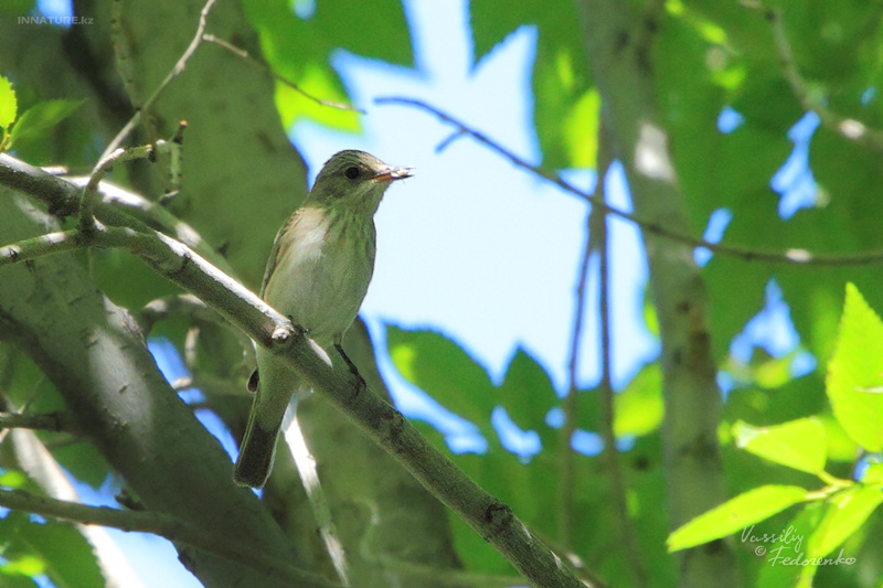 muscicapa-striata_03.jpg