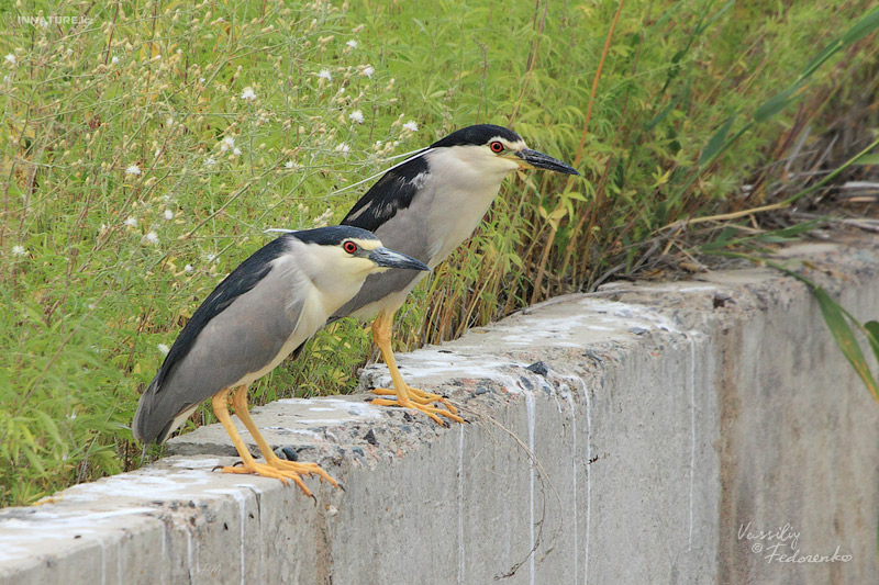 nycticorax-nycticorax_02.jpg