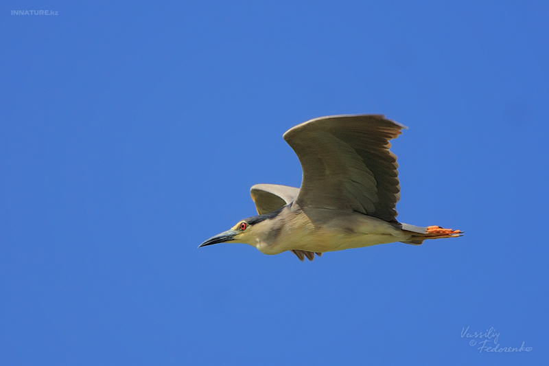 nycticorax-nycticorax_03.jpg