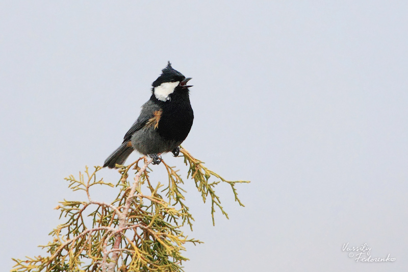 parus-rufonuchalis_03.jpg