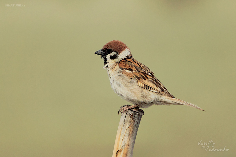 passer-montanus_01_1.jpg