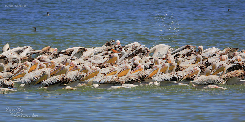 pelecanus-onocrotalus_02.jpg