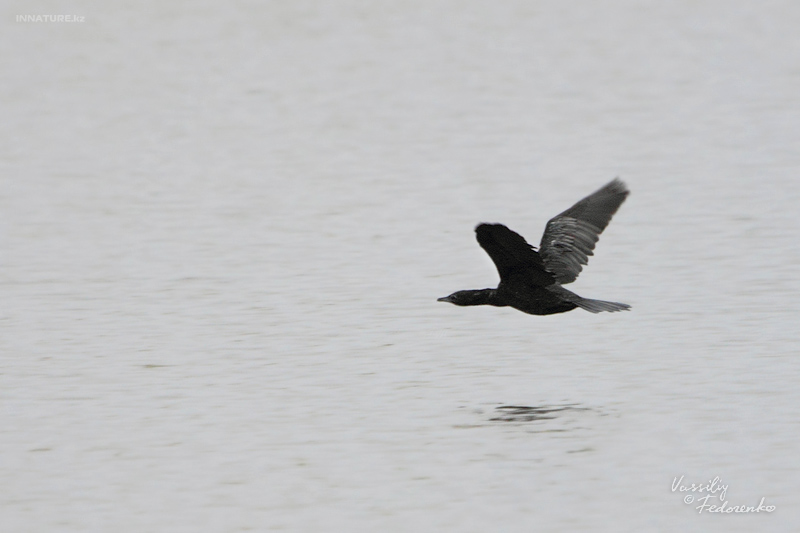 phalacrocorax-pygmaeus_01.jpg