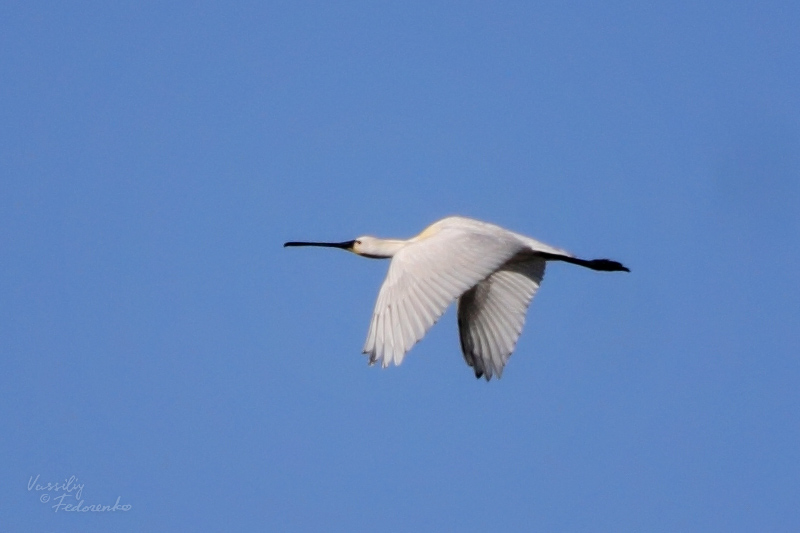 platalea-leucorodia_01.jpg