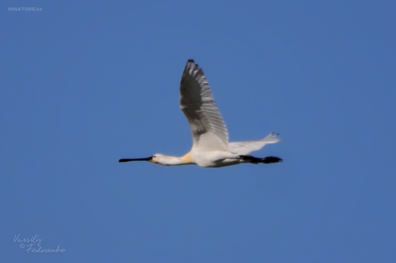 platalea-leucorodia_02.jpg