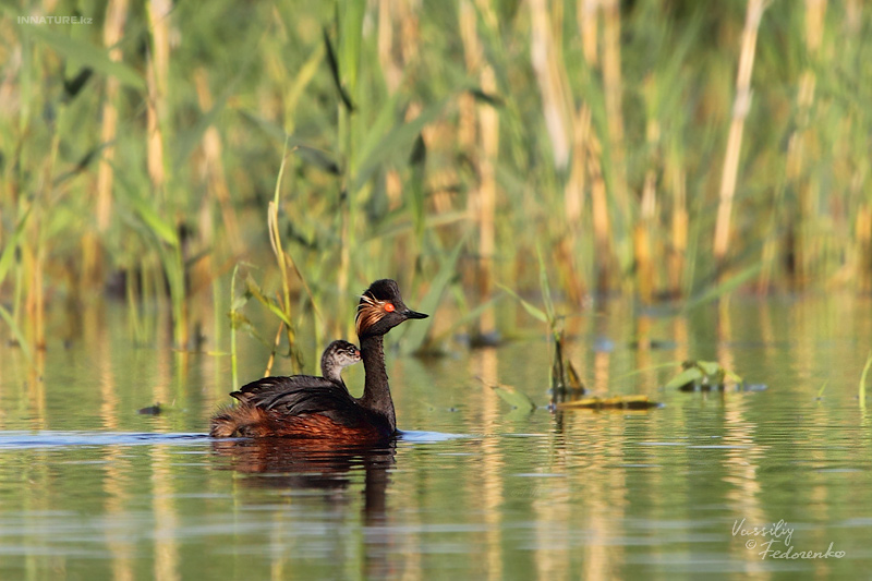 podiceps-nigricollis_01_1.jpg