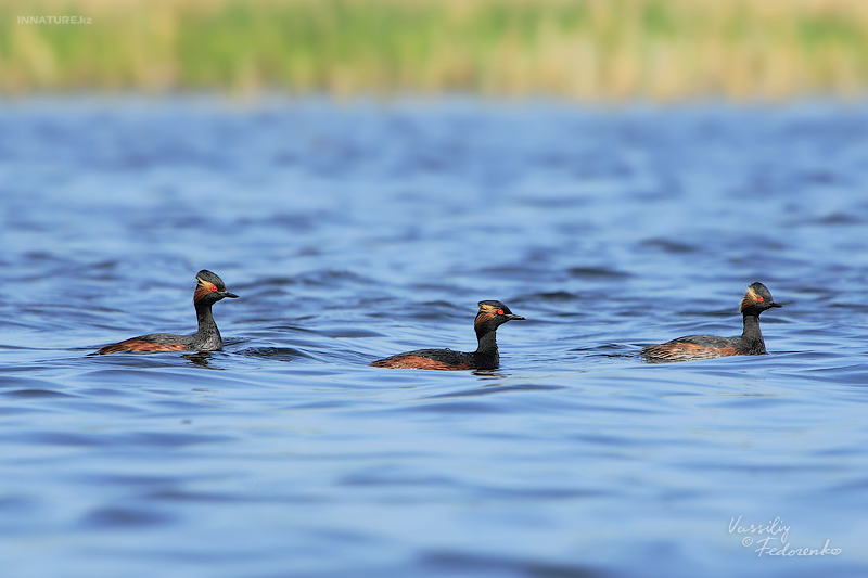 podiceps-nigricollis_05.jpg