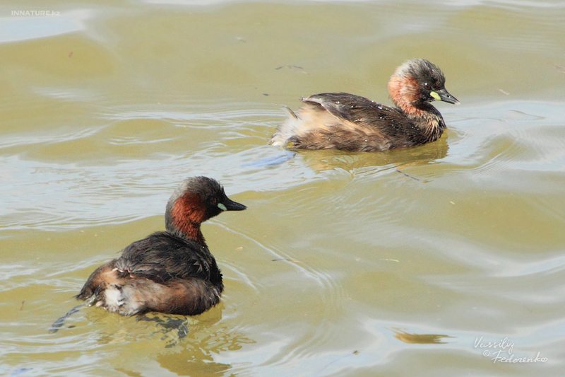 podiceps-ruficollis_02.jpg