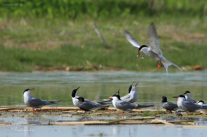 sterna-hirundo_01.jpg