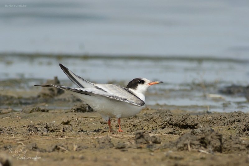 sterna-hirundo_01_1.jpg