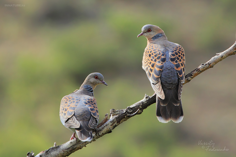 streptopelia-orientalis_02.jpg